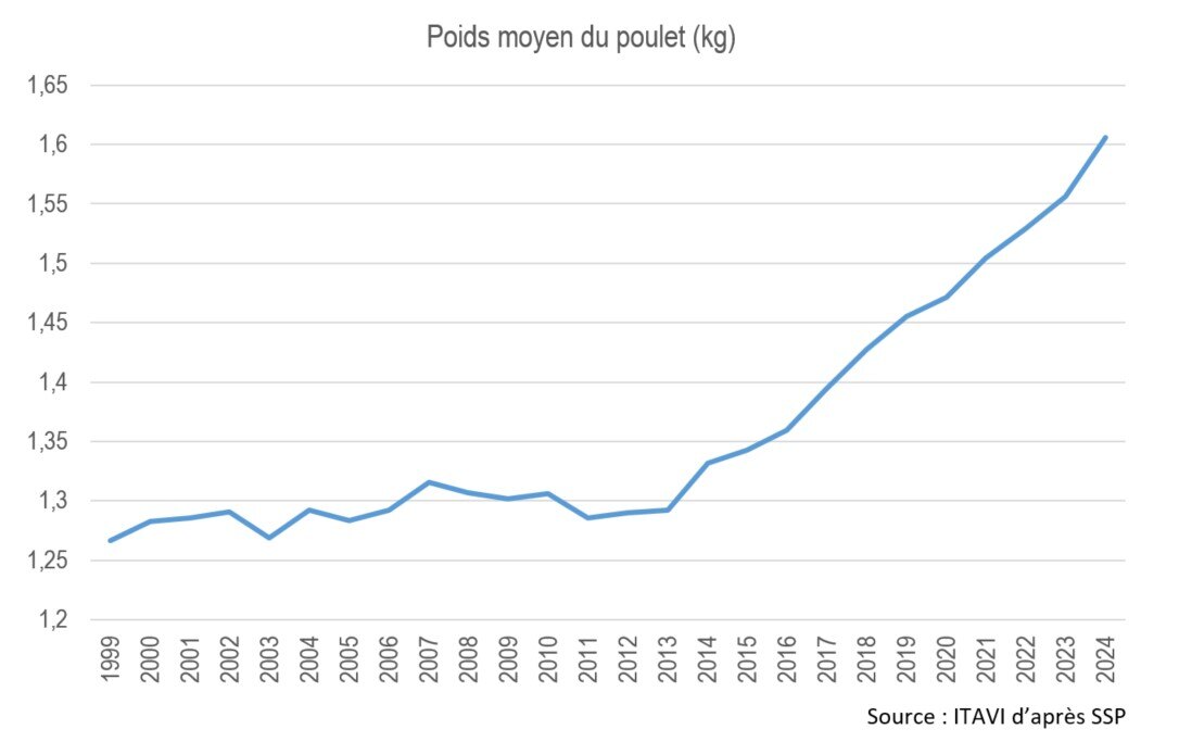 2025-01_Poids poulet