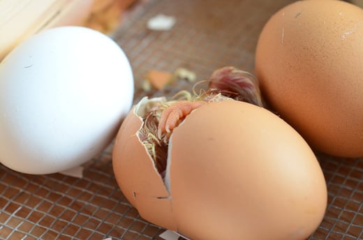 chick-706493_1280