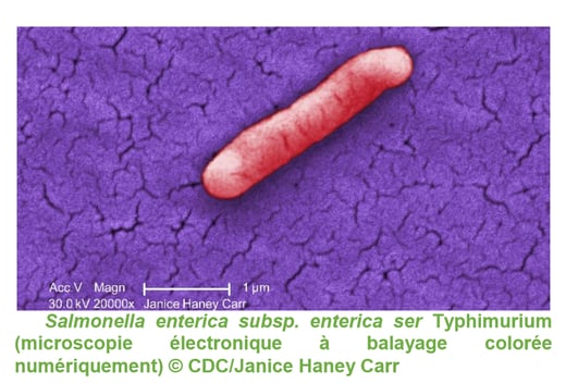 salmonella